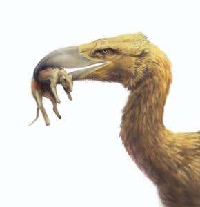 Giant 'terror bird' was light on its feet
