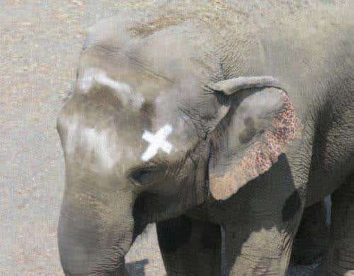 Happy the elephant with an X-shaped mark on her head in chalk (Image: Joshua Plotnik, Frans de Waal, Diana Reiss