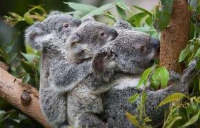 Koala semen has shelf-life boosted