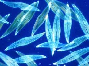Plankton could power robotic submarines