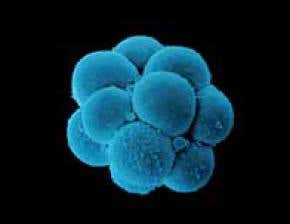 Organs on demand, no embryo needed