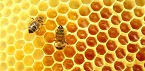 Honeybees have their genome sequenced