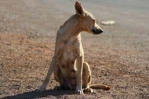 Bring dingoes back to stop species extinction