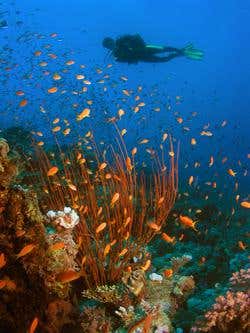 New Scientist. Science news and long reads from expert journalists, covering developments in science, technology, health and the environment on the website and the magazine.