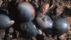 New Scientist. Science news and long reads from expert journalists, covering developments in science, technology, health and the environment on the website and the magazine.