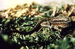 The researchers captured pregnant females for their study