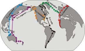 Spoiled mudflats leave migrating birds short on fuel