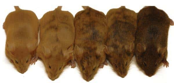 You are what your grandmother ate