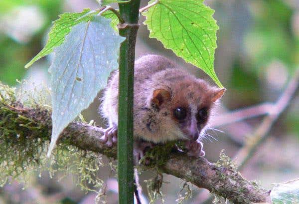Mouse lemurs Microcebus griseorufus are the smallest primates. They are nocturnal creatures that inhabit the rainforests of Madagascar 
