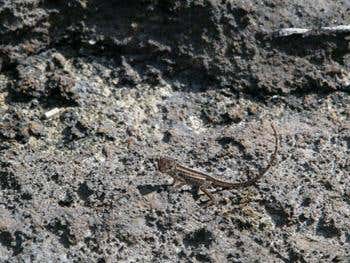 A brave Anolis sagrei takes his chances on open ground 