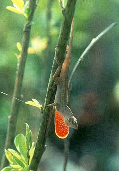 New Scientist. Science news and long reads from expert journalists, covering developments in science, technology, health and the environment on the website and the magazine.