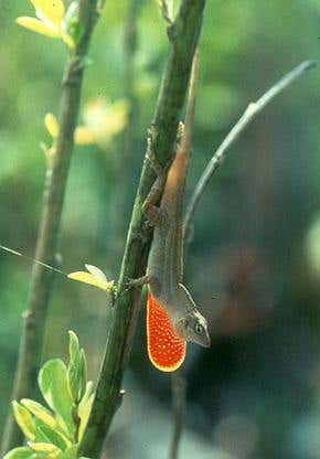 'Lizard Isles' reveal natural selection at work