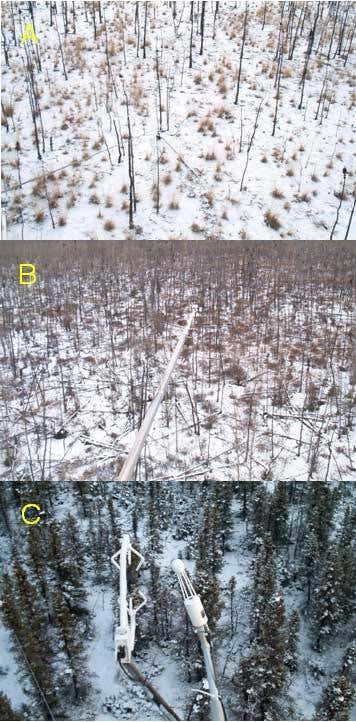 Forest regrowth three years after the fire at Donnelly Flats (A) and 15 years (B) and about 80 years (C) after forest fires in nearby areas 