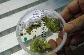 Edible cotton breakthrough may help feed the world