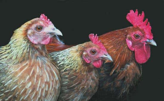 New Scientist. Science news and long reads from expert journalists, covering developments in science, technology, health and the environment on the website and the magazine.