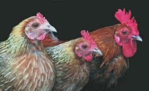 Hens with bigger 'hairdos' get more sex