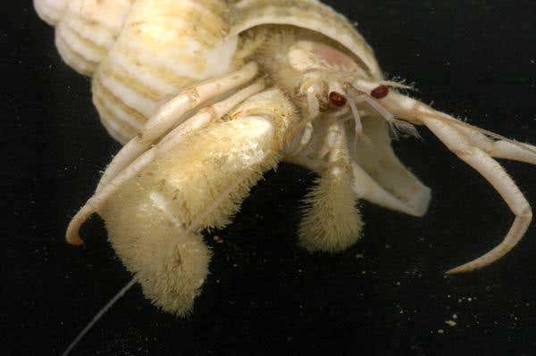 The furry filaments on this hermit crab's claws are thought to allow it to feed off the energy-rich chemicals from the seep
