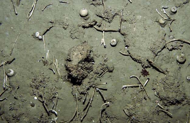 Glass sponges and tube worms poke through the seafloor