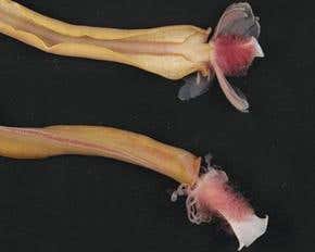 Bizarre deep-sea creatures imaged off New Zealand