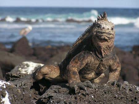 Fearless iguanas too cool for their own good