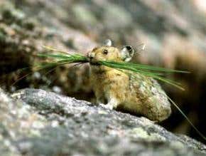 Lessons in the art of species survival