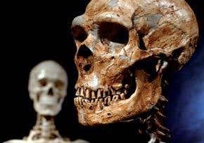 Blueprint for a Neanderthal