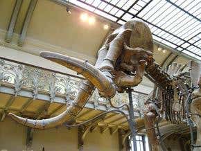 Ice-age genome project faces cold storage