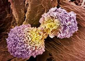 Cancer: The traitors within