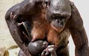 Why bonobos make love, not war