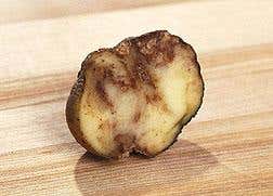 Gene-modified potatoes get trial go-ahead