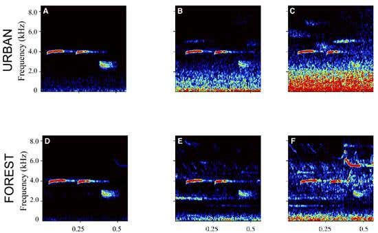 Noise pollution in the city (top line) tends to be lower pitched than noise in forests (bottom line): the sonograms show songs against increasing levels of noise. A – no noise, C - high urban noise, F – high forest noise
