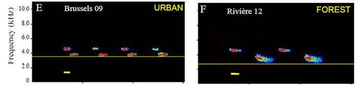 This sonogram shows a song's variation in pitch (frequency) with time for great tits singing in the city of Brussels (left) and in the nearby Rivière forest (right)