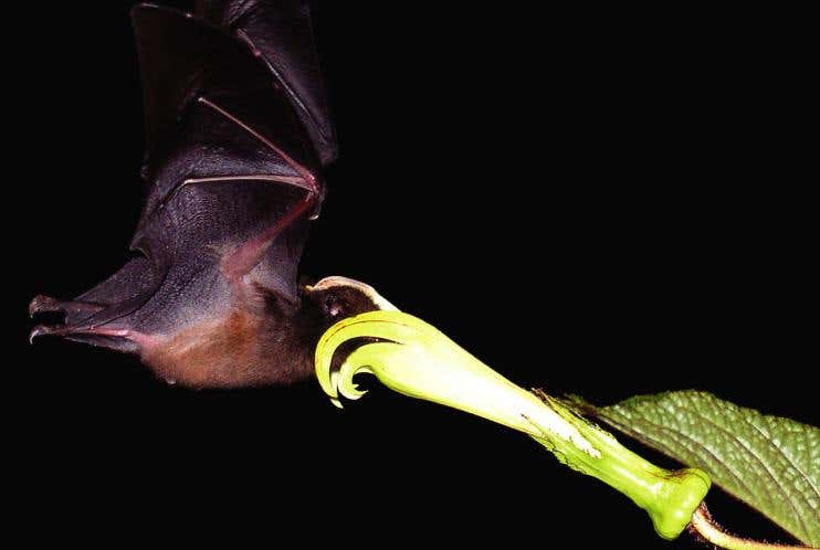 Anoura fistulata pollinating a specialised flower of Centropogon nigricans; only A. fistulata can reach the nectar because of the flower's long corolla 