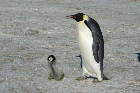 New Scientist. Science news and long reads from expert journalists, covering developments in science, technology, health and the environment on the website and the magazine.
