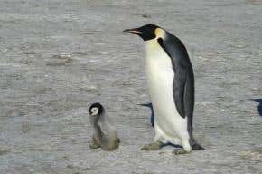 Great in the air, not so good underwater