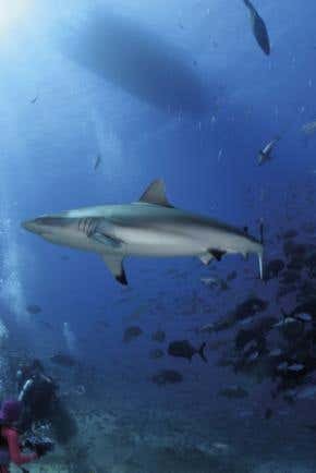 Great Barrier Reef sharks on the edge