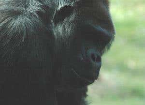 Ebola pushes gorillas towards extinction