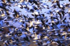 Blame bird flu on wild birds – and poultry too