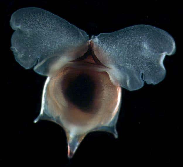 New Scientist. Science news and long reads from expert journalists, covering developments in science, technology, health and the environment on the website and the magazine.