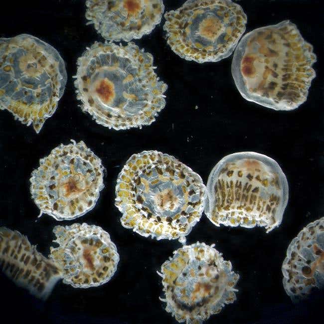 This thimble jelly is called Linuche unguiculata and is about 1 cm across. It is packed with commensal algae that provide the colour and probably much of its nutrition.