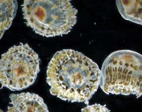 Marine census reveals 'Jurassic shrimp' and more