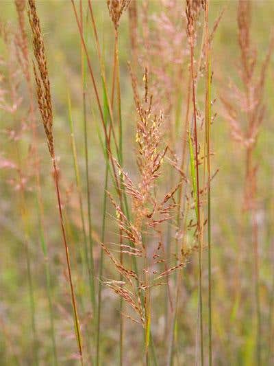 A restored prairie in Minnesota with Indian grass (Sorghastrum nutams) is about to drop its seed