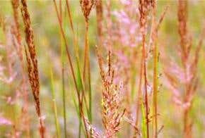 Humble grasses may be the best source of biofuel