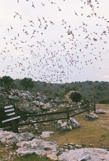 New Scientist. Science news and long reads from expert journalists, covering developments in science, technology, health and the environment on the website and the magazine.
