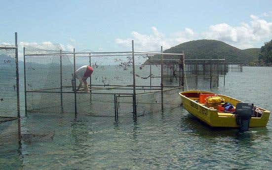 The mesh on the cages reached above the surface to prevent any fish from getting into the test areas