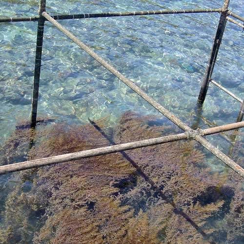 Three years on and after the cage mesh has been removed, seaweed has clearly taken over the caged areas