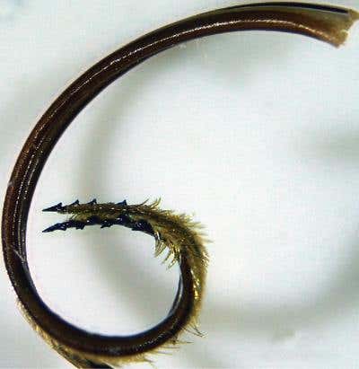 A close-up of the moth's proboscis reveals its barbed tip 