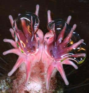 Star-nosed mole can sniff underwater, videos reveal