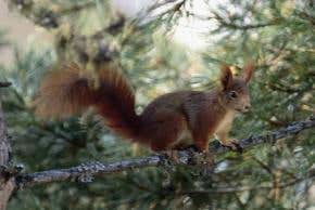 Squirrels accurately predict bumper harvests