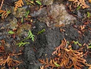 Down-to-earth fix for the carbon crisis